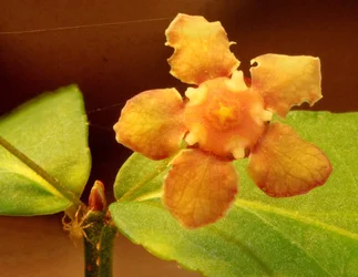 $Euonymus americanus, Hearts-a-burstin 2.webp