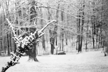 $Snowy.webp