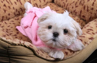 $Maggie-bed.webp $Maggie-bed.webp