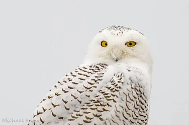 $_SNO1328-2.webp