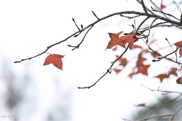 $image-925617663.webp