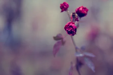 $_MGL0019.webp