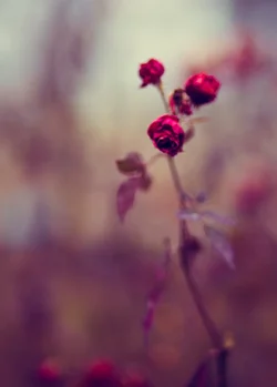 $_MGL0021.webp