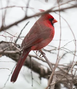 $Cardinal.webp