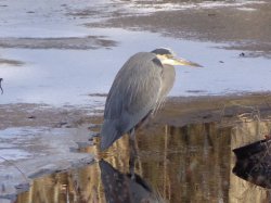 $Park Heron.jpg