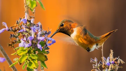 $Hummingbird-2 resized.webp