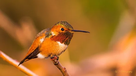 $Hummingbird-5 resized.webp