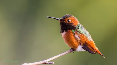 $Hummingbird-7 resized.webp