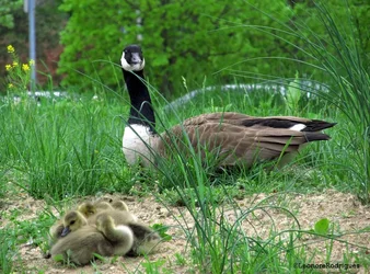 $Day 134 - Goose stinkeye.webp