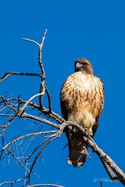 $Red-tailed Hawk-1 resized.jpg