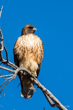 $Red-tailed Hawk-2 resized.jpg