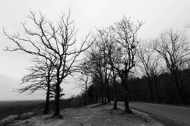 $Tree Road BW Critique.webp
