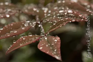 $macro_droplet.webp