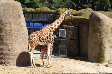 $giraffes.webp