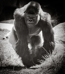 $ape.webp