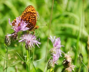 $4374390_orig.webp $4374390_orig.webp