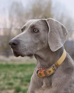$63045d1388282484-my-old-weim-sjc_3316_zpsb1fc029f(b).webp