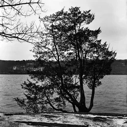 $Tree on river resized.webp