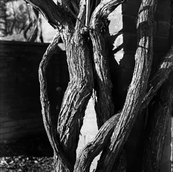 $Day 363 - Gnarly.webp