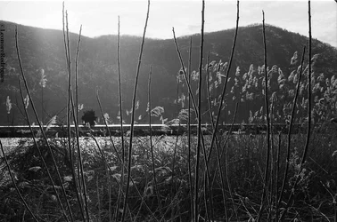 $Day 86 - Reeds 2.webp $Day 86 - Reeds 2.webp
