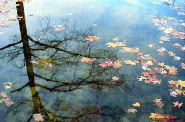 $Day 324 - Reflected tree.webp $Day 324 - Reflected tree.webp