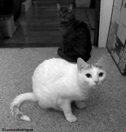 $Day 48 - BW girls.webp $Day 48 - BW girls.webp