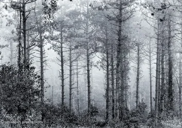 $cark pond_massabesic-0204-Edit-Edit.webp
