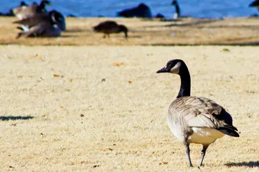 $canadian_geese.webp $canadian_geese.webp