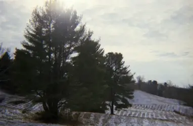 $Vanderbilt trees.webp