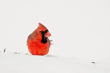 $_SNO1871-4.webp
