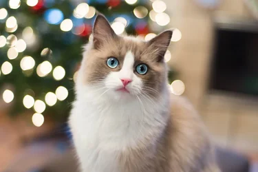 $Kelly_131226_3431-2.webp $Kelly_131226_3431-2.webp