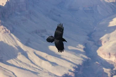$Crow over GC2 resized.webp