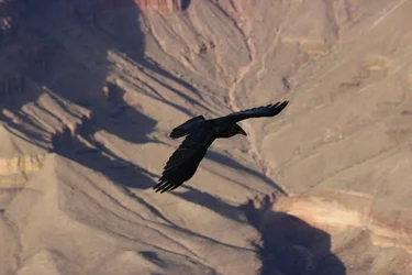 $Crow over Grand Canyon resized.webp