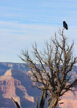 $Crow perched resized.webp