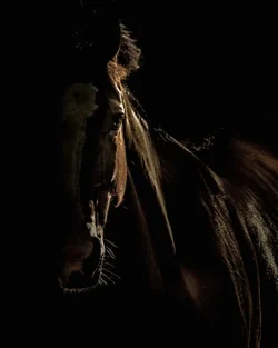 $63663d1388908844-dark-horse-dsc_4791b.webp