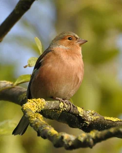$Chaffinch.webp