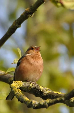 $Chaffinch singing.webp
