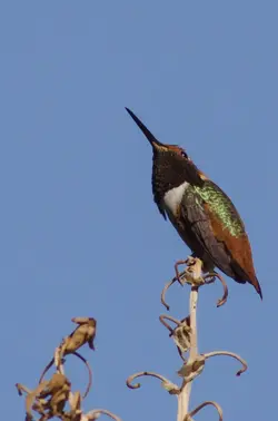 $hummer_#1.webp