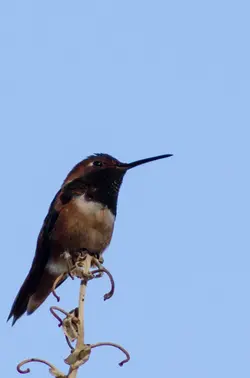 $hummer_#2.webp