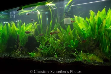 $fish pics.webp $fish pics.webp
