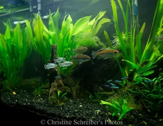 $fish pics-2.webp $fish pics-2.webp