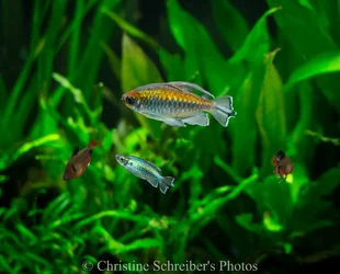 $fish pics-3.webp $fish pics-3.webp