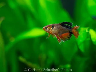 $fish pics-4.webp $fish pics-4.webp