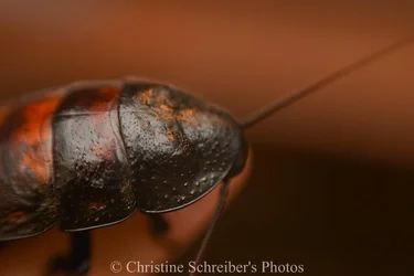 $female hissing roach pics.webp $female hissing roach pics.webp