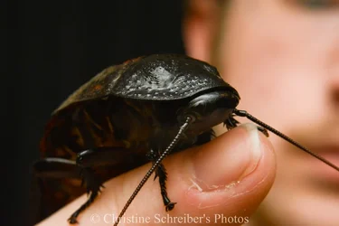 $female hissing roach pics-2.webp $female hissing roach pics-2.webp