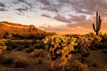 $scar mountain cholla (1 of 1)low2.webp