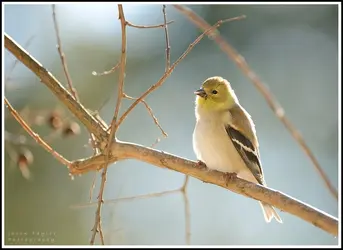 $fluffy finch.webp