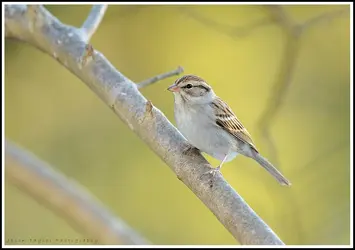 $sparrow flash.webp