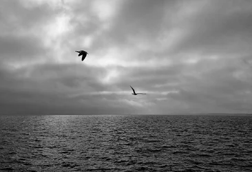 $Homeward-Bound.webp