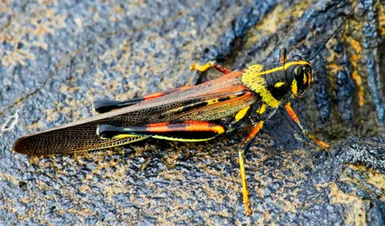 $GrassHopper.webp